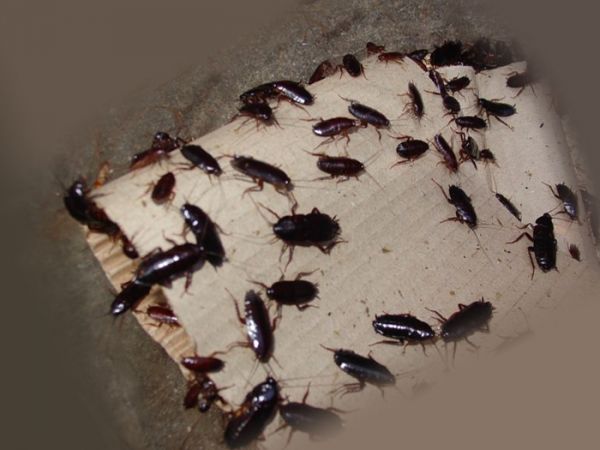 На борьбу с грызунами и насекомыми городской совет потратит полмиллиона