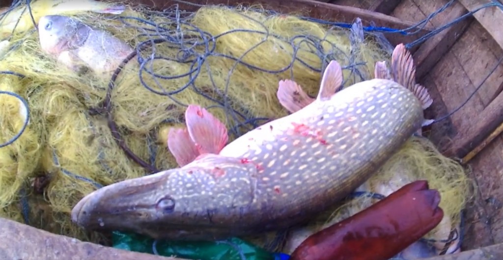 В Запорожье остановили незаконный вылов крупных щук и толстолобов (ВИДЕО)