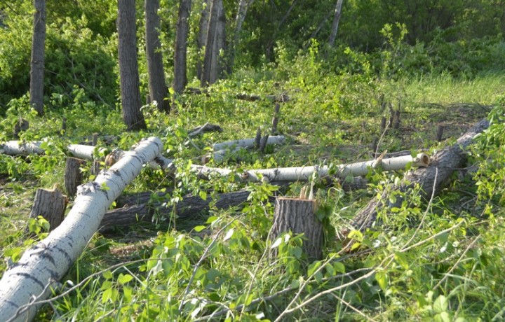 Под Вольнянском предприниматель срубил 400 деревьев