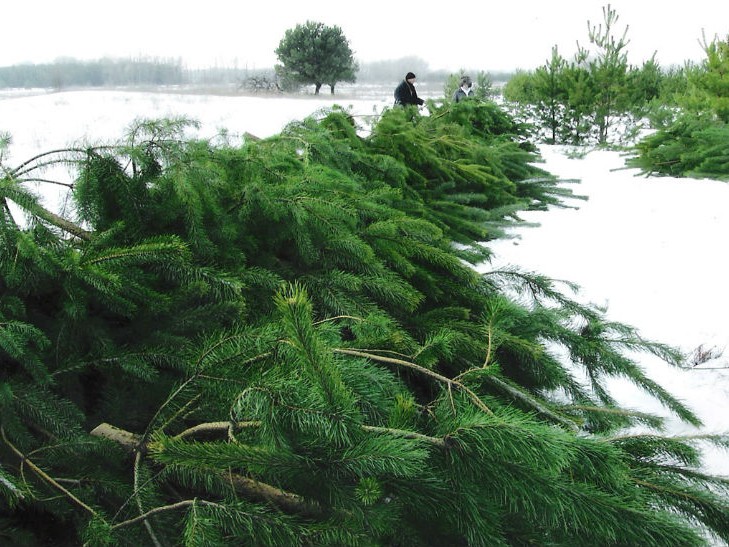 Хвойные деревья в Запорожье обрабатывают специальным раствором