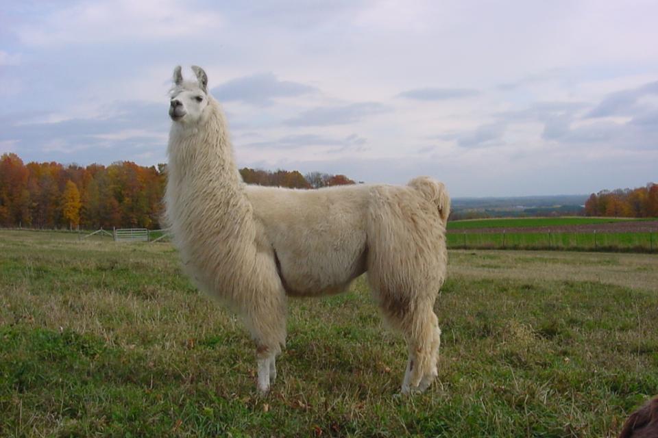 В Бердянском зоопарке пополнилось семейство лам (ВИДЕО)