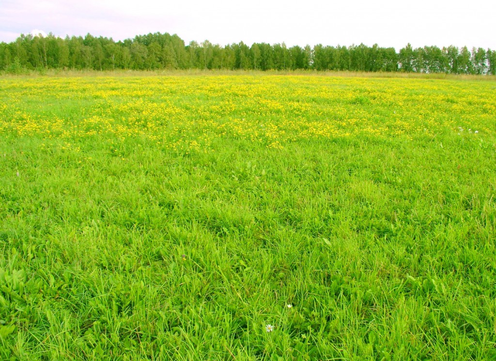 Запорожской громаде вернут землю, которая стоит 29 миллионов