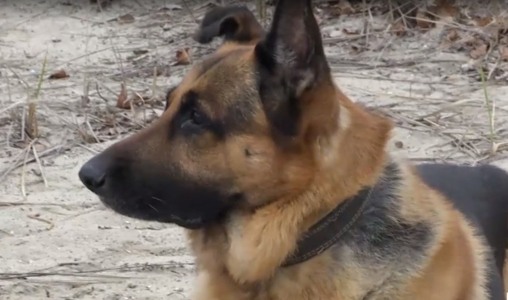 В Запорожье собака спасла брошенного новорожденного ребенка (ВИДЕО)