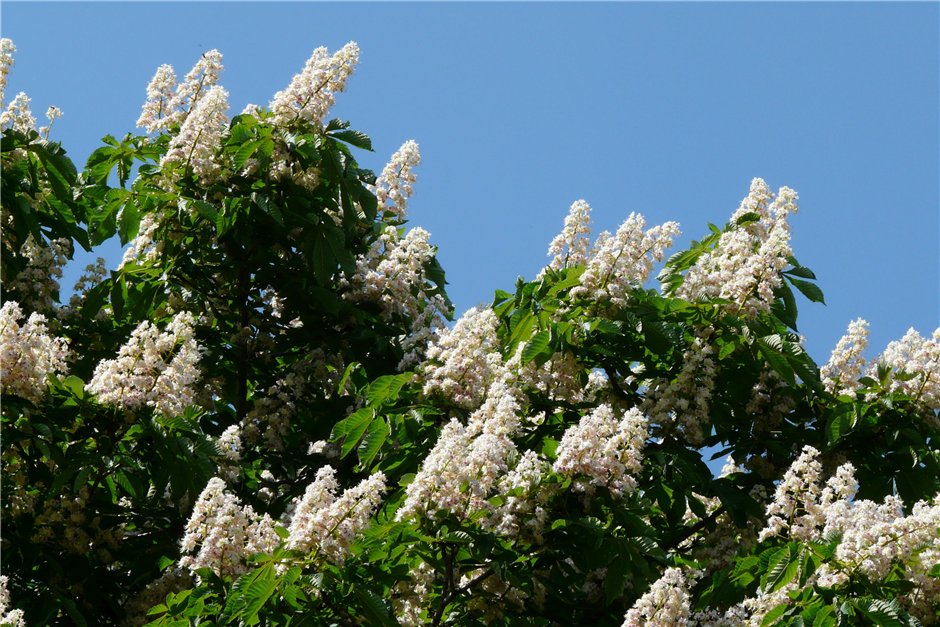 Без тополей: в Запорожье предлагают заменить опасные деревья каштанами
