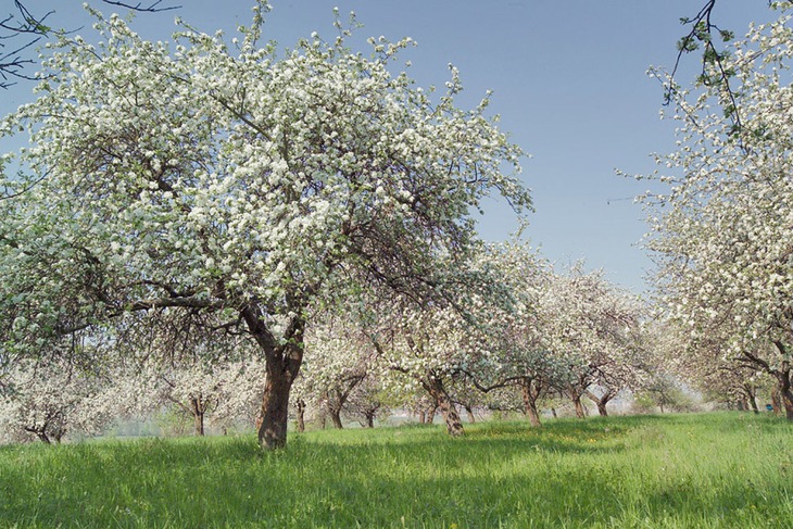 Вопреки апрельским заморозкам: какие фрукты будут в Запорожской области