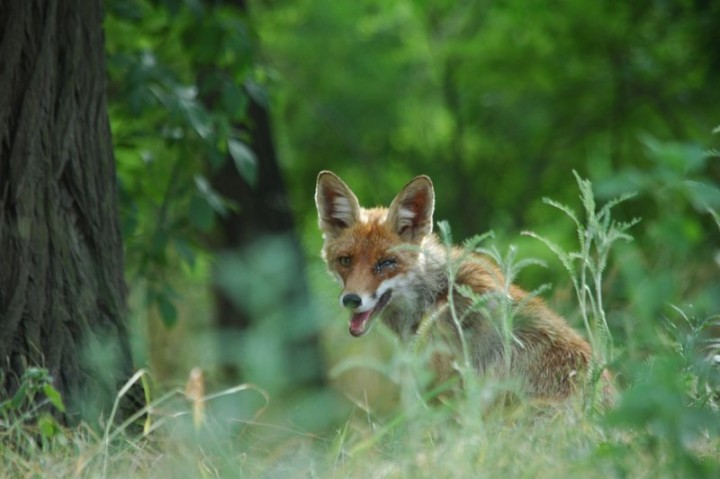 По запорожскому заповеднику гуляет лиса