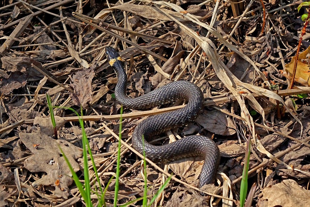 На запорожском курорте отдыхающих удивило большое количество змей (ФОТО, ВИДЕО)