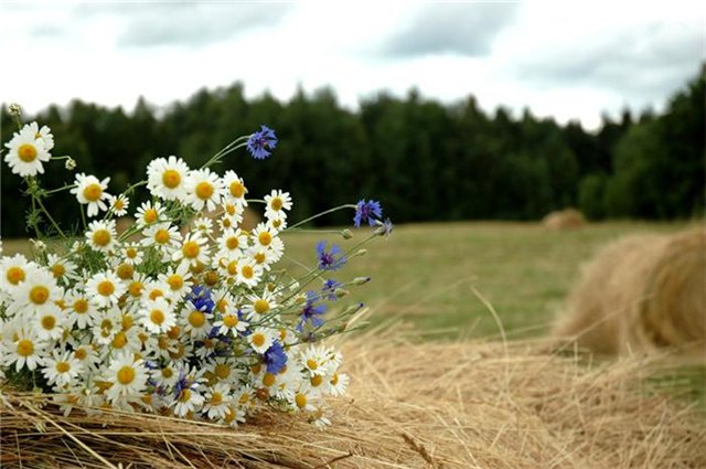 Сельский туризм в Запорожской области: перспективы и проблемы