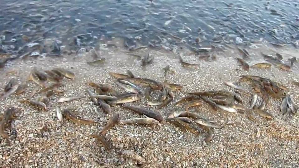 В Молочном лимане Азовского моря может произойти массовый замор рыбы (ФОТО)
