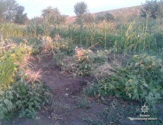 Двое ранее судимых мужчин выращивали наркорастения (ФОТО)