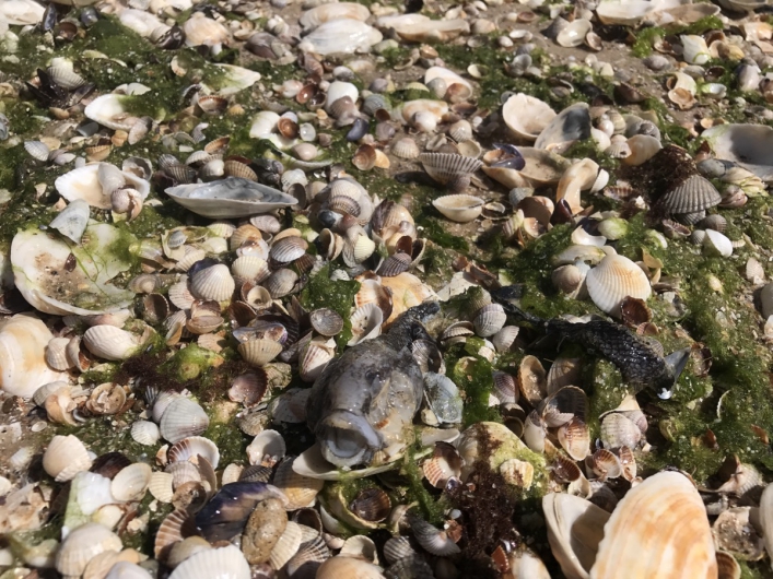 На побережье Азовского моря новое ЧП: берег усеян мертвыми бычками (ВИДЕО)