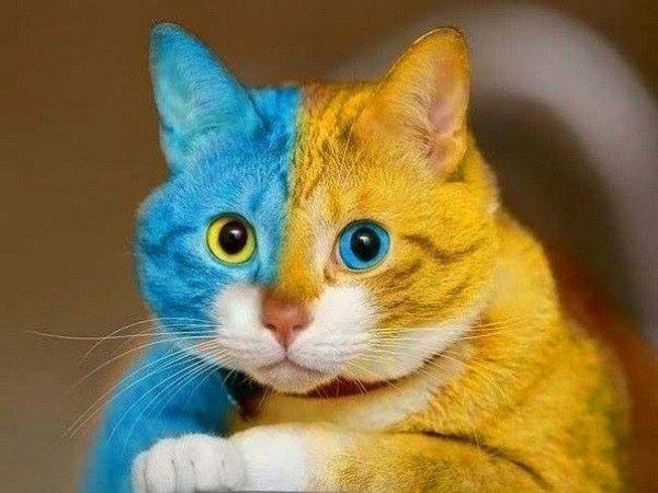 Видеофакт: в Запорожской области живет кот-патриот