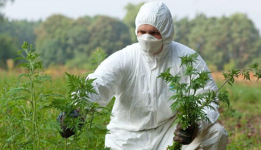 В сети появилось видео, как в Запорожье борются с амброзией: некачественно и неизвестно чем