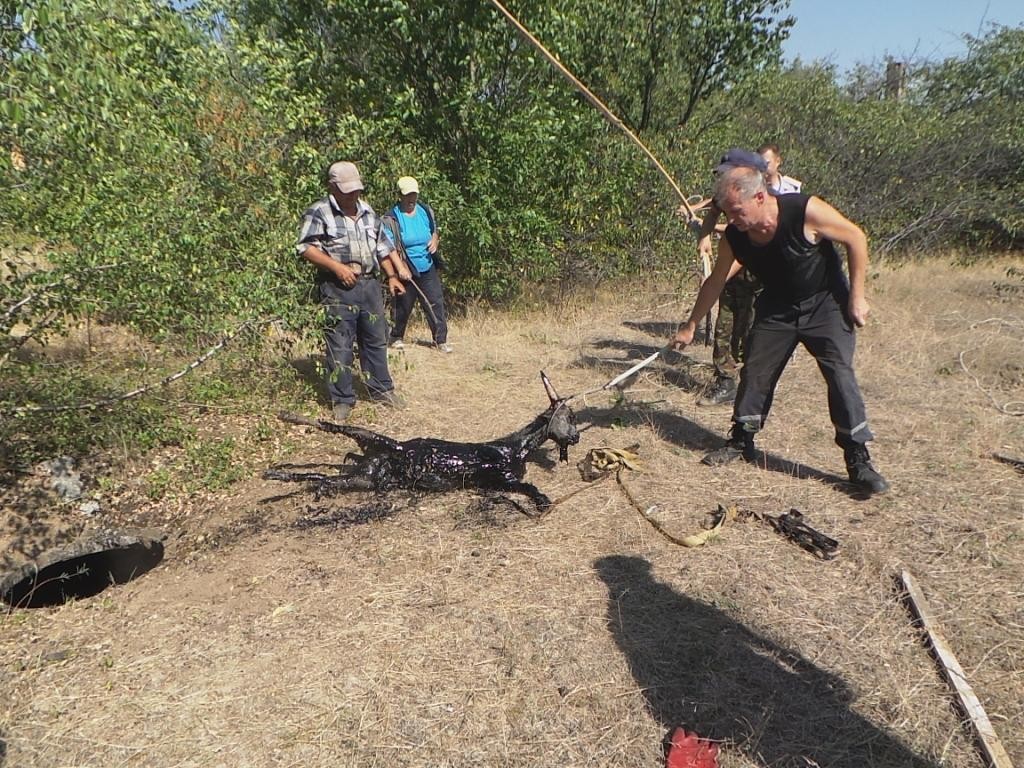 В Бердянксе спасатели вытянули козленка из колодца со смолой (ФОТО)