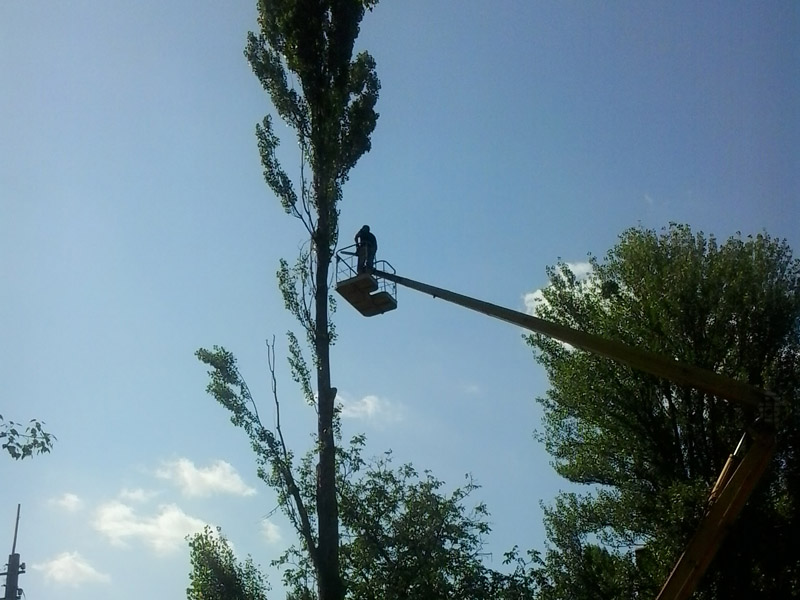 В центре Запорожья намерены вырубить деревья для строительства торгово-офисного центра