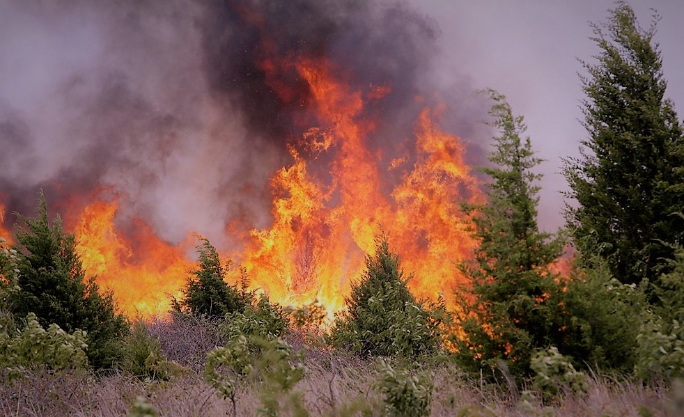 Аномальная жара: Запорожская область попала в ТОП пожароопасных (КАРТА)