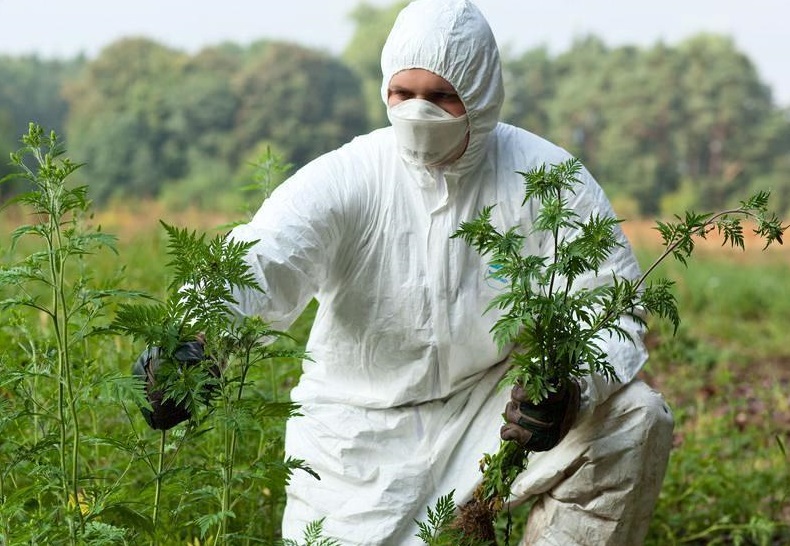 Против амброзии: в Запорожье пройдет акция под стенами горсовета