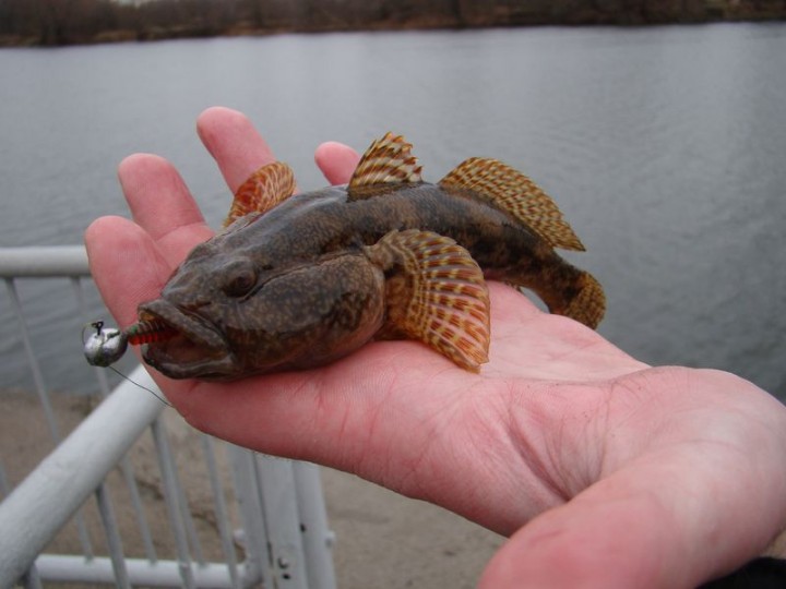 В Запорожской области незаконно наловили 4 тонны бычка