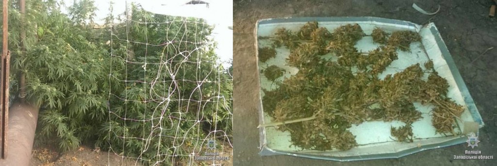 В Запорожской области прикрыли наркоплантацию (ФОТО)