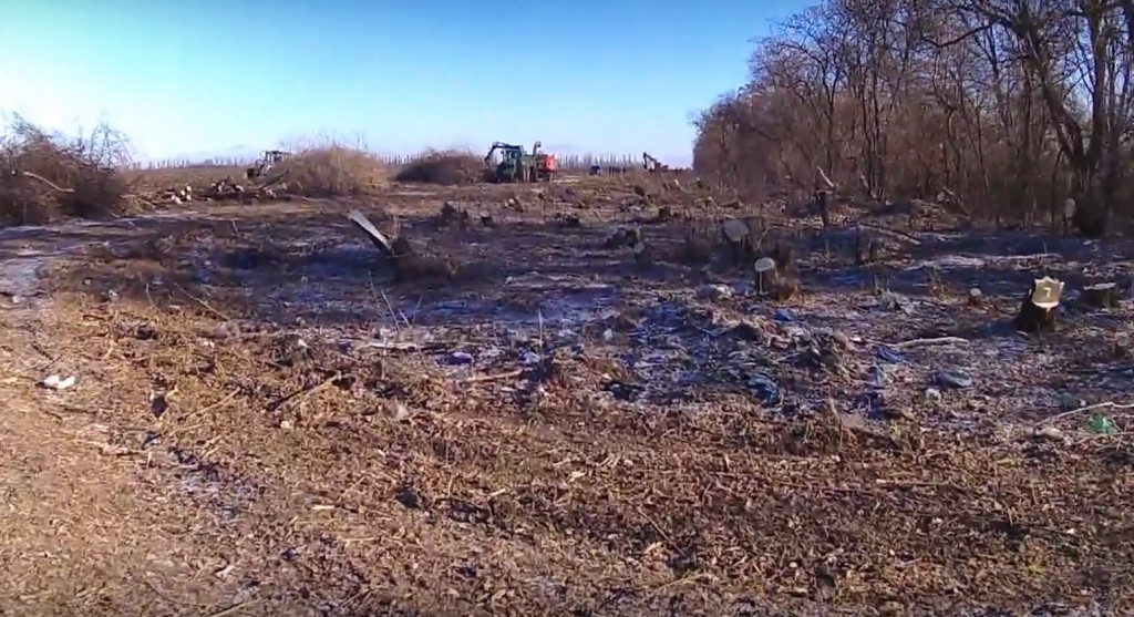 В Запорожской области лесополосы вырубаются и продаются километрами (ВИДЕО)