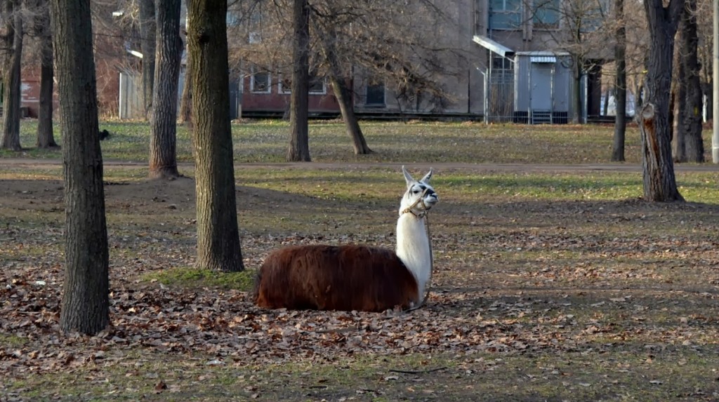 Из «Дубового Гая» могут пропасть десятки полюбившихся запорожцам животных