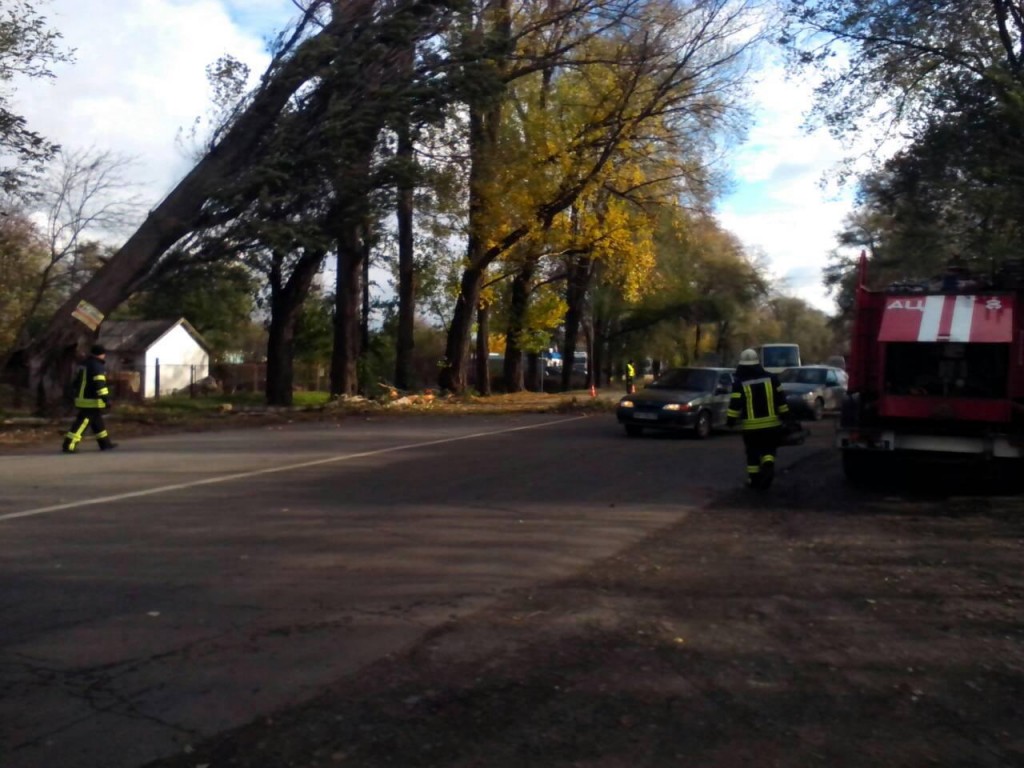 В Запорожье над дорогой завалилось два дерева (ФОТО)