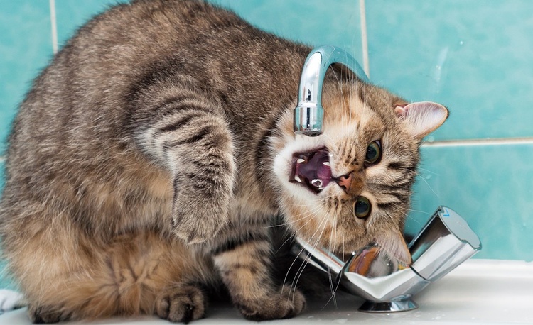 В Запорожье на неопределенный срок отключили воду в 16-ти домах