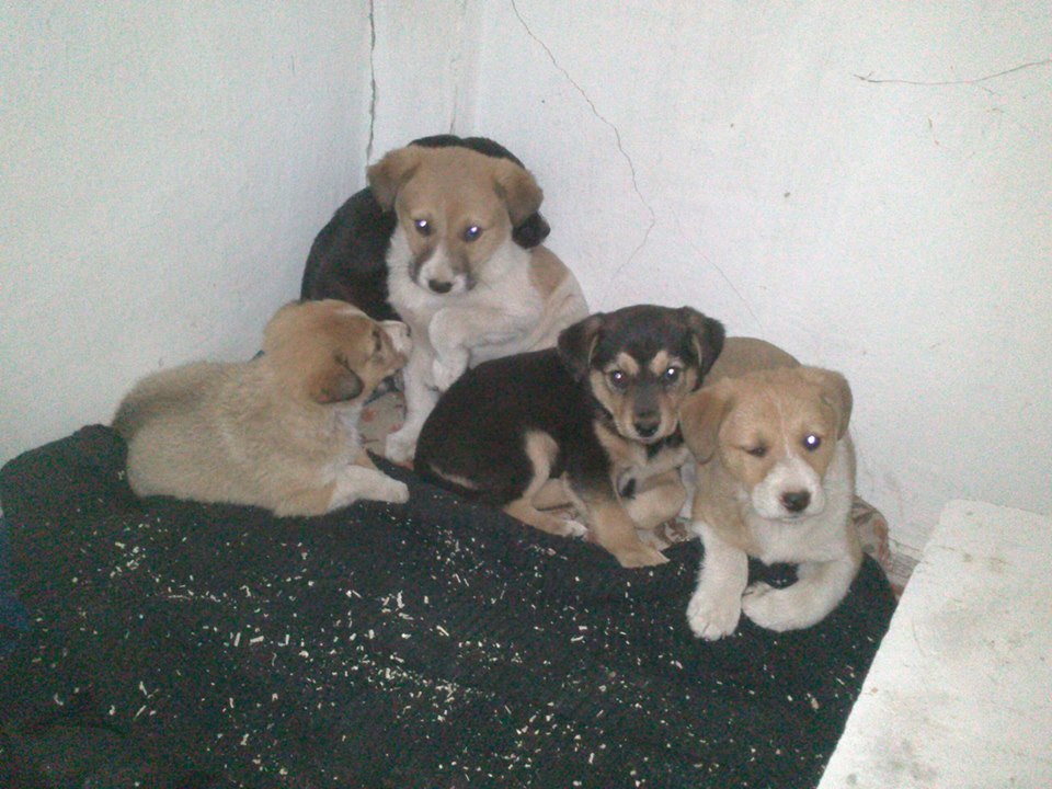 Стало известно, что на комбинате «Запорожсталь» массово уничтожают собак (ФОТО)