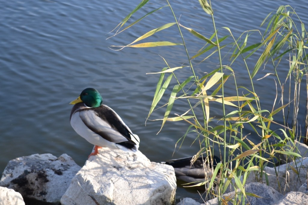 В ноябре в Запорожье пришла весна (ФОТОРЕПОРТАЖ)