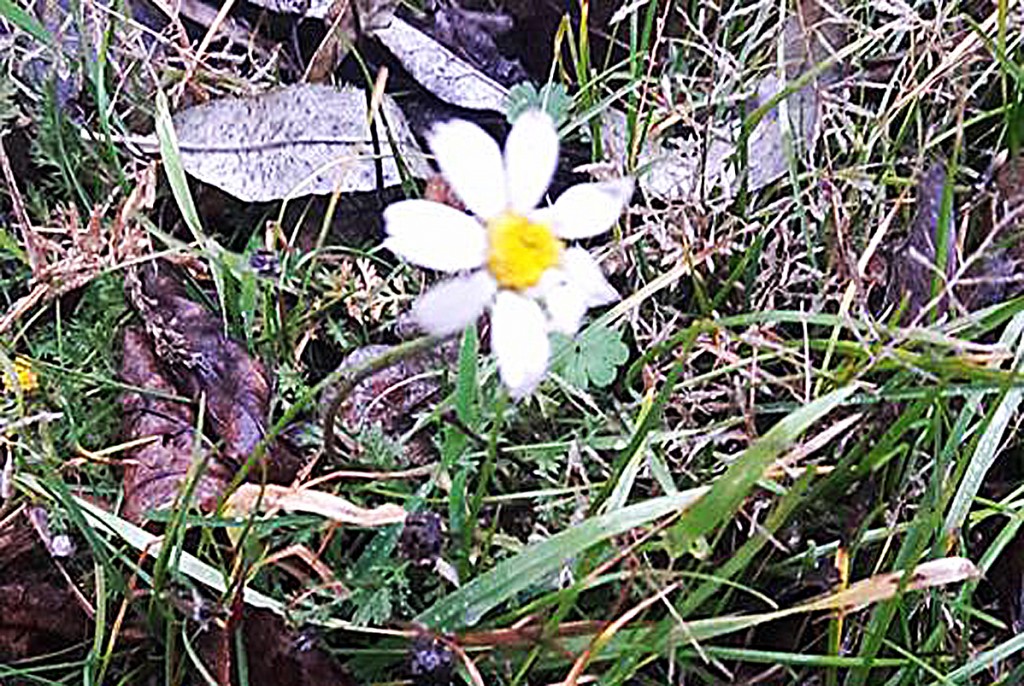 Аномальная зима: в Запорожской области зацвели ромашки (ФОТО)