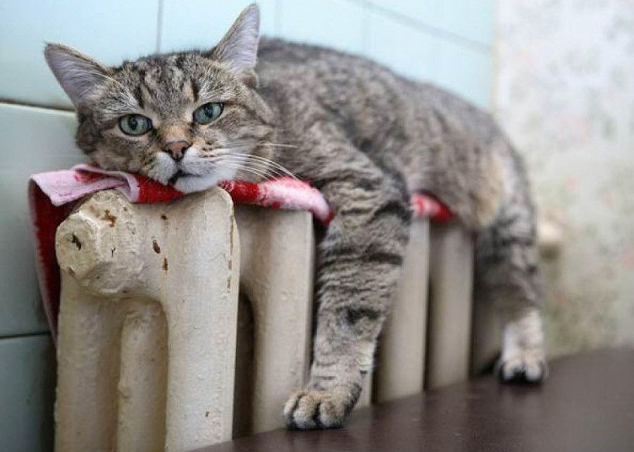 Тепло на вес золота: сколько платят в Запорожье и других городах за отопление (ИНФОГРАФИКА)