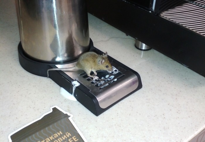 В запорожском кафе на заправке мышь лакомилась молоком (ФОТО)