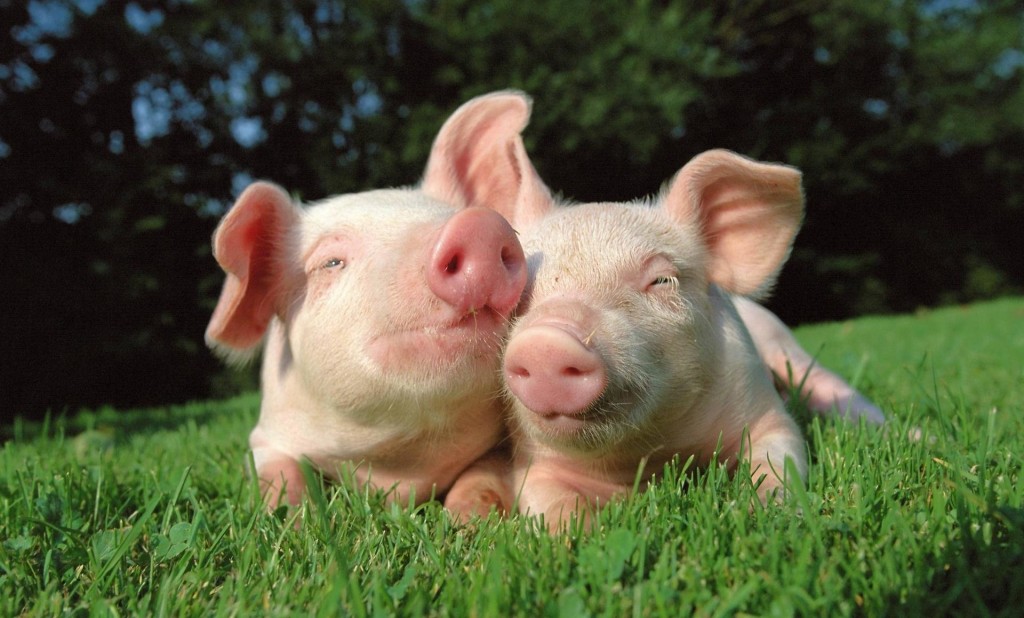 В Запорожье водитель, задержанный за нарушение ПДД, вез подозрительную свинину из Харькова (ФОТО)