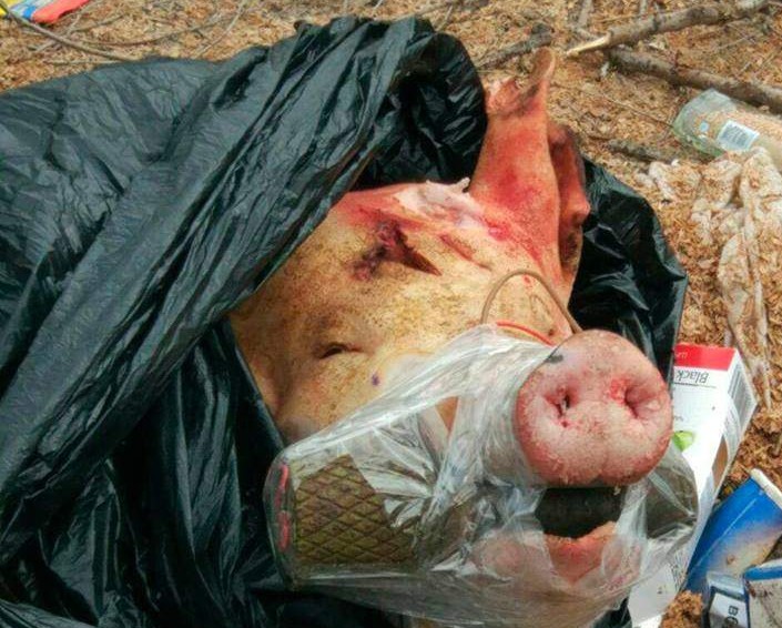 Курьезы: в центре Запорожья жителей шокировала свинья с гранатой во рту (ФОТО)