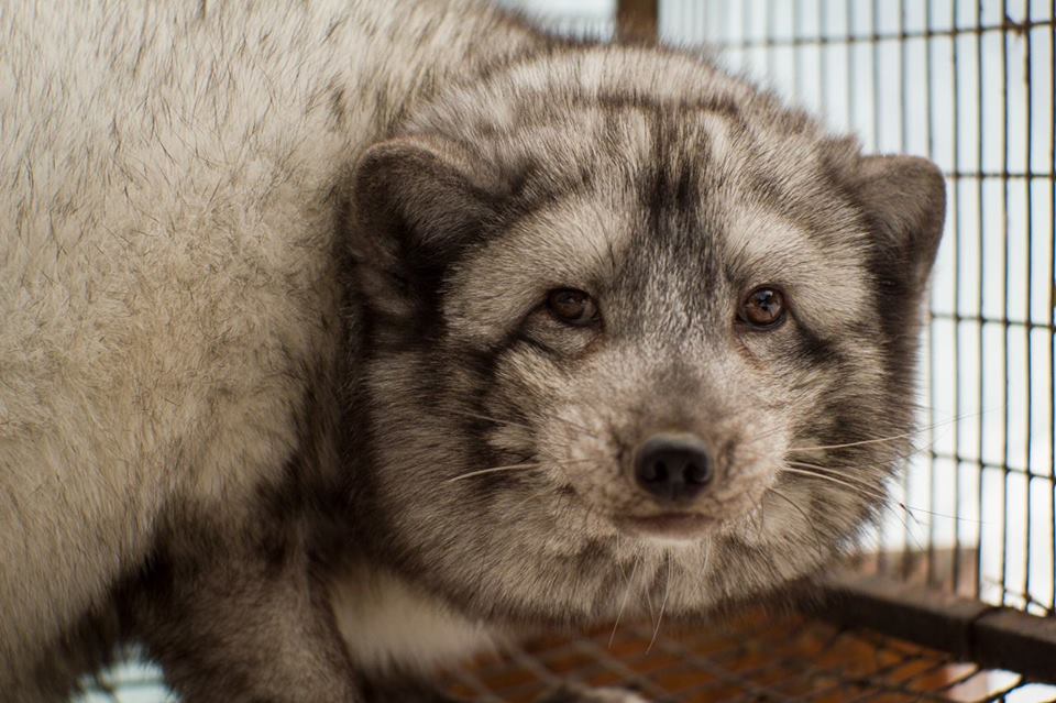 «Полный песец»: запорожская зоозащитница спасла от ужасной смерти 4-х песцов и 2-х чернобурок (ФОТО, ВИДЕО)