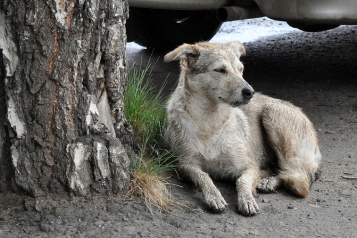 В Запорожье патрульные спасли собаку, провалившуюся в яму (ВИДЕО)