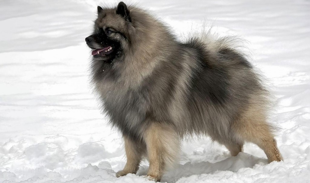 В Запорожье украли щенка редкой породы: хозяева просят о помощи (ФОТО)