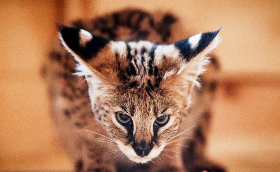 Хищник за завтраком: в бердянском зоопарке обитает роскошный кот (ФОТО)