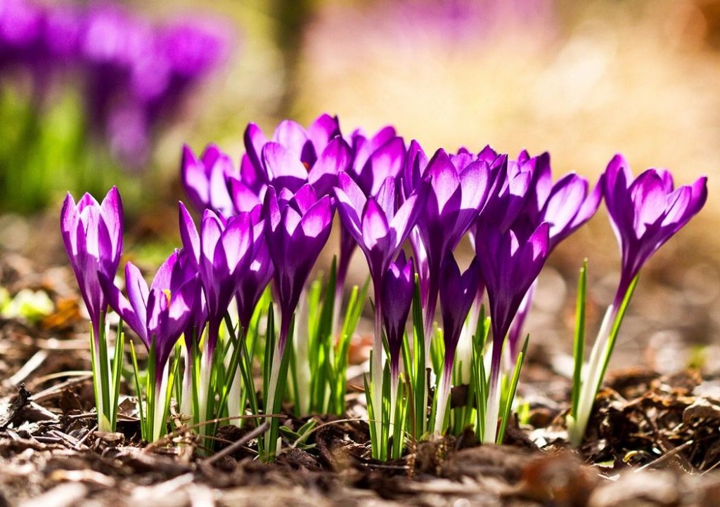 Когда в Запорожскую область придет весна?