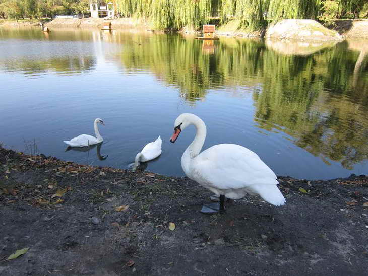 В запорожской «Дубовке» выпустили лебедей (ВИДЕО)