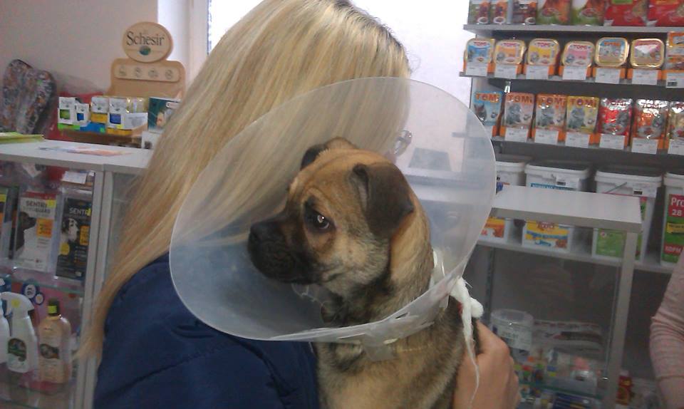 В Запорожье щенок, выброшенный из окна 4 этажа, нашел новую хозяйку (ФОТО, ВИДЕО)