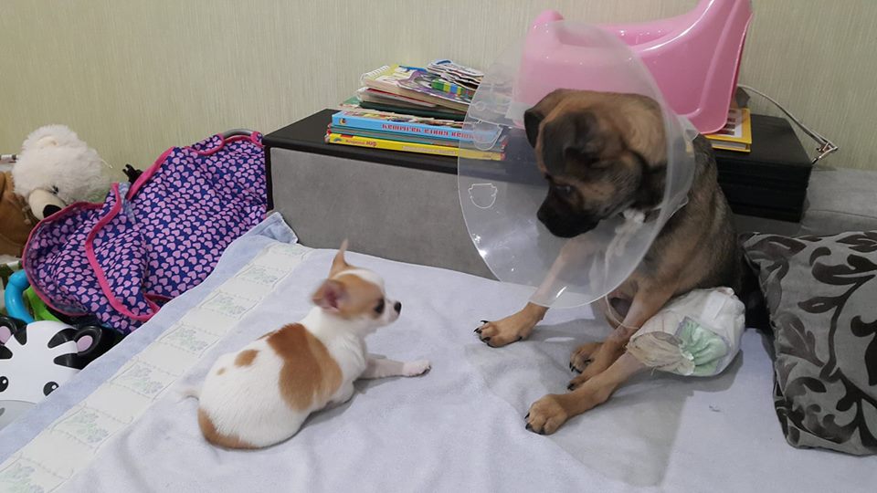 В Запорожье щенок, жестоко выброшенный из окна 4 этажа, снова попал в больницу (ФОТО)