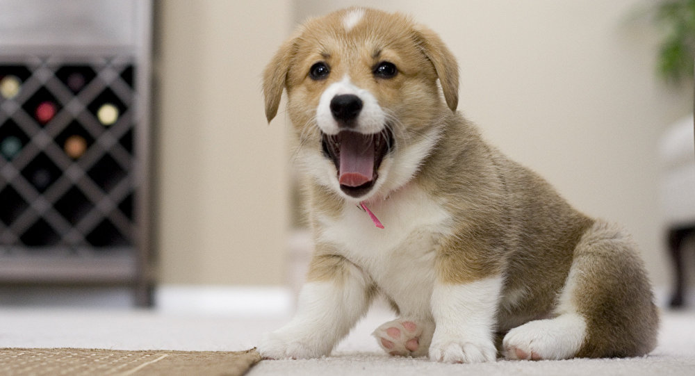 Бердянские пожарные спасли маленького щенка, провалившегося в колодец (ФОТО)