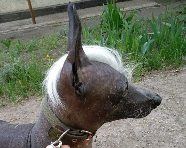 В Запорожье найдена породистая собака: хозяина просят откликнуться (ФОТО)