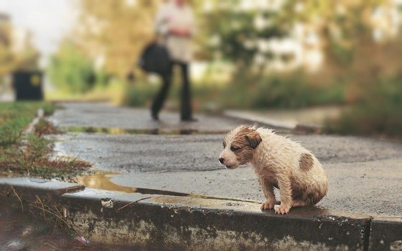 В Запорожье за 60 миллионов хотят построить приют для животных: что известно