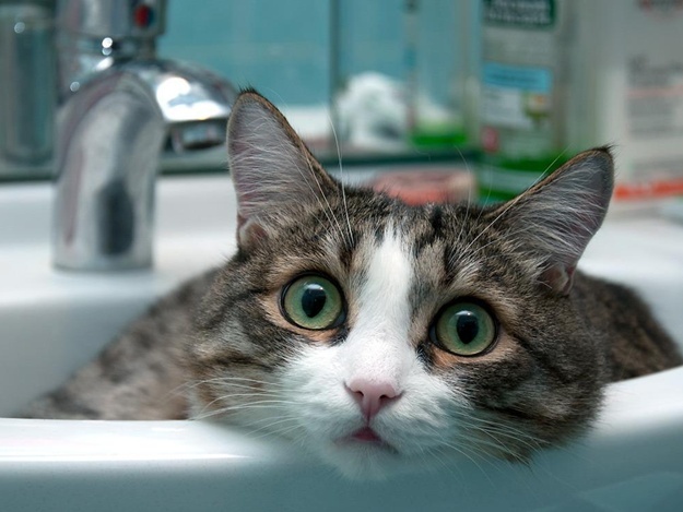 В нескольких запорожских домах на полдня отключат холодную воду (АДРЕСА)