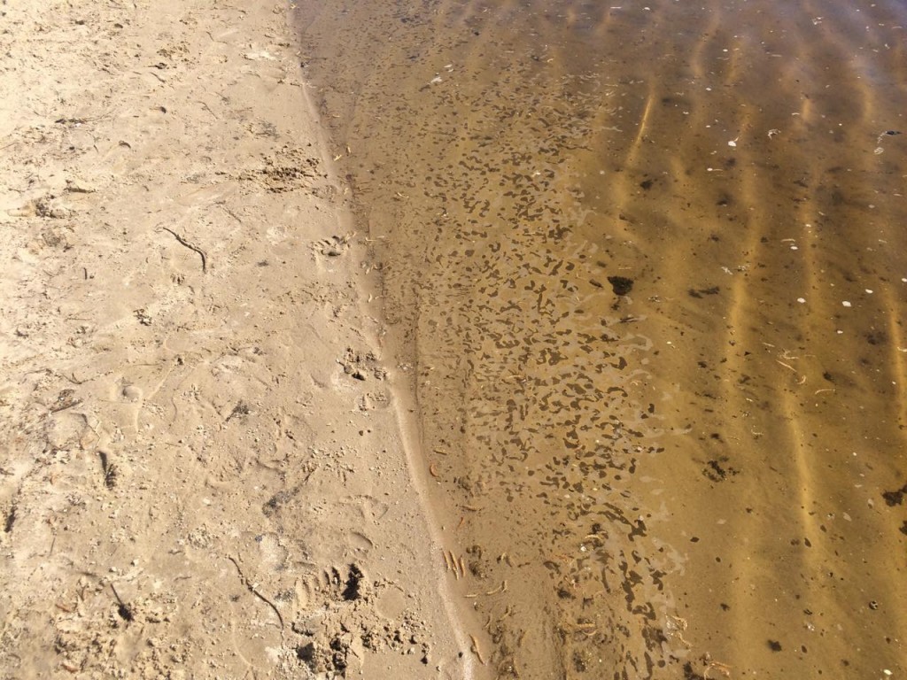 Пляж на Хортице: купальный сезон открыт, но вода жутко грязная (ФОТО)