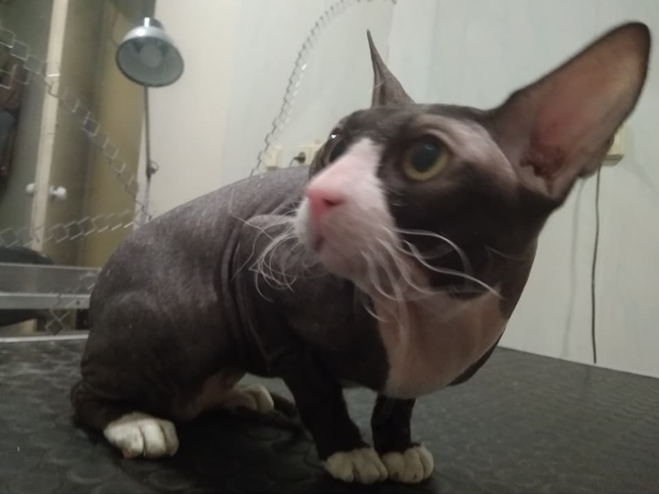 В Запорожье найден породистый кот: хозяев просят откликнуться (ФОТО)