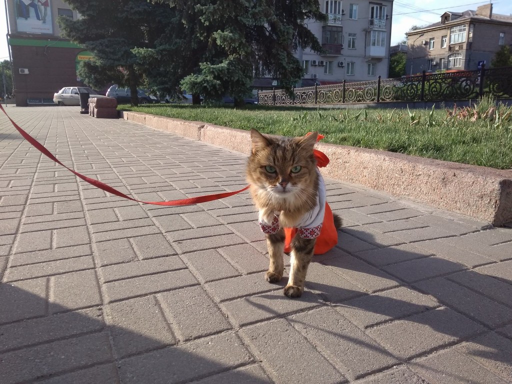 В Запорожье на «Марше вышиванок» был замечен нарядный кот-волонтер (ФОТОФАКТ)