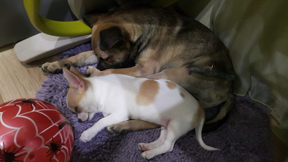 Хорошие новости: в Запорожье щенок, выброшенный из окна 4 этажа, поправляется (ФОТО, ВИДЕО)